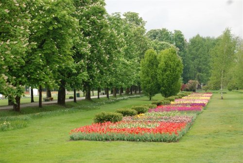 Tulipani in drevored, ki vodi v Arboretum